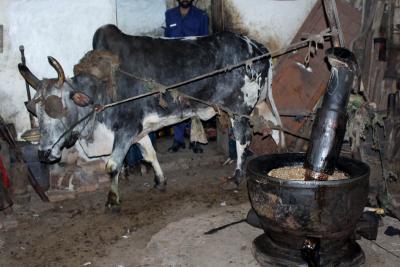 再びPAKISTAN4 油屋の牛の油絞り、モスクでスーフィー会 Lahore