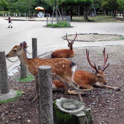 いにしえの都／奈良 Part2