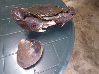 年末の八重山旅行3泊4日 石垣島/西表島/竹富島