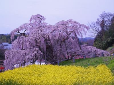 三春滝桜、地蔵桜　花見ツーリング