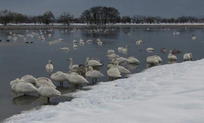 白鳥の湖 +++動画付き+++