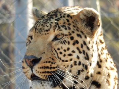 南アフリカのケープタウンからアキラ私営動物保護区へ行ってサファリを楽しむ