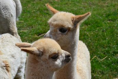 NZをレンタカーで家族旅　②アルパカとふれ合い、テカポでくつろぐ