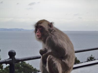 高崎山の猿たち