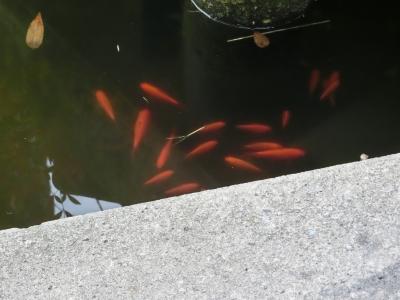 奥方への日頃の感謝も込めて。御朱印巡りの旅。～市杵島姫神社編～