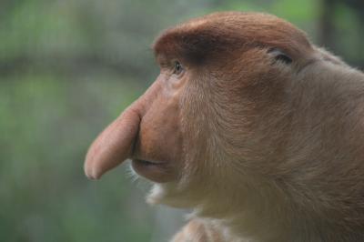 ボルネオ島旅行記　その2　ロッカウィ動物園　