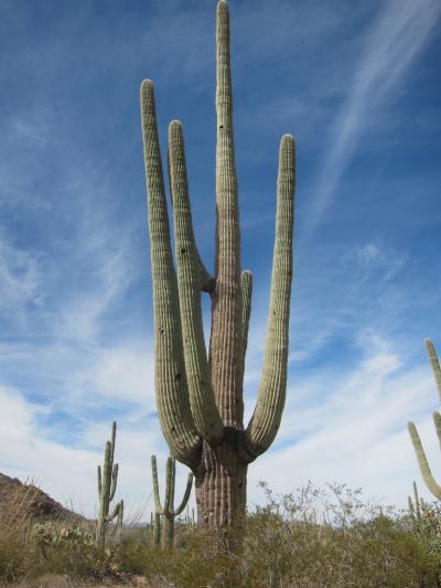 サワロ国立公園周辺に関する旅行記 ブログ フォートラベル アメリカ Saguaro National Park サワロ国立公園周辺に関する旅行記 ブログ フォートラベル アメリカ Saguaro National Park