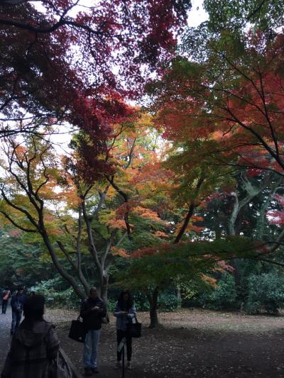 新宿御苑で紅葉を楽しむ