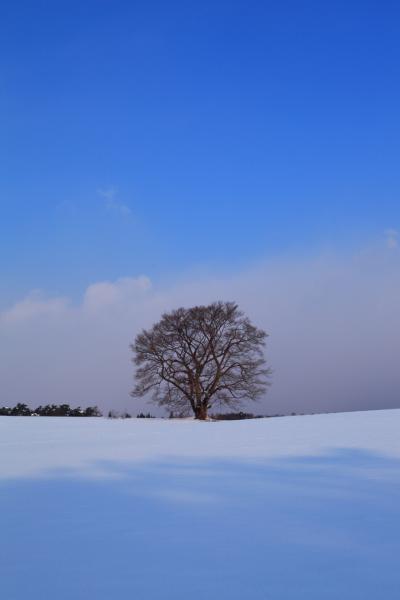 秋田・岩手　角館と小岩井農場1本桜