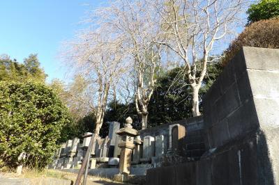 俣野別邸公園駐車場傍の墓地と畑の桜並木（横浜市戸塚区東俣野町）