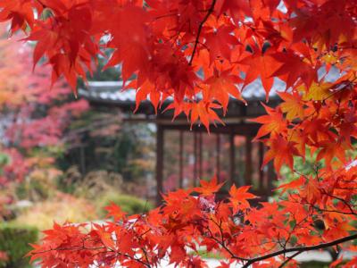 2014　盛秋の京都 紅葉の旅～3日目は雨の南禅寺・永観堂そして天授庵へ～