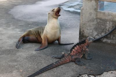 動物たち　進化の楽園　ガラパゴス諸島　5 ：　サンタクルス島 滞在 　フロレアーナ島 編