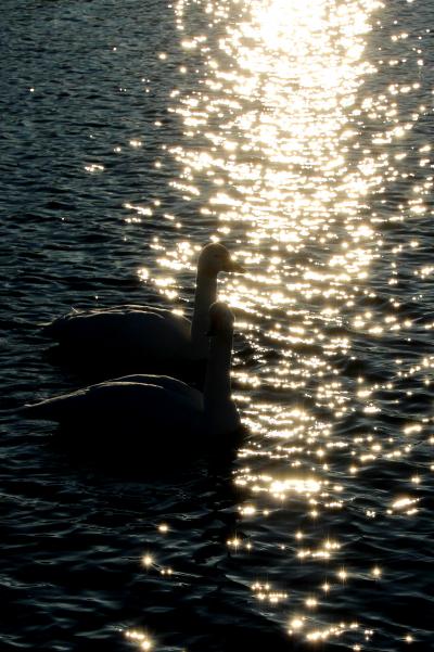 川島町の白鳥