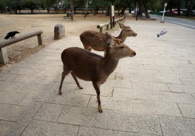 12月下旬　冬の奈良　一人散策