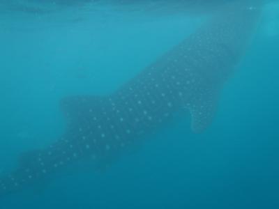 2014 ソウル&amp;セブ島　ジンベイザメとシュノーケル