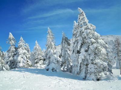 穴場の樹氷♪白と青の景色！あぁ～こりゃ、やっぱりスキーの用意をしとけば良かったヨ！！