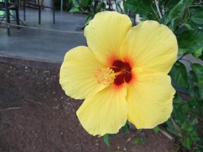 一人のホノルルマラソン(2日目)