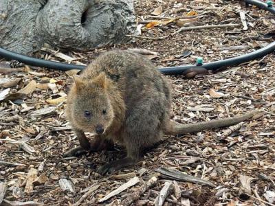 ロットネス島  野生生物に会える