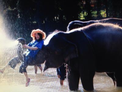 象の鼻に乗っちゃった~☆テクテク、チェンマイ 12月27日
