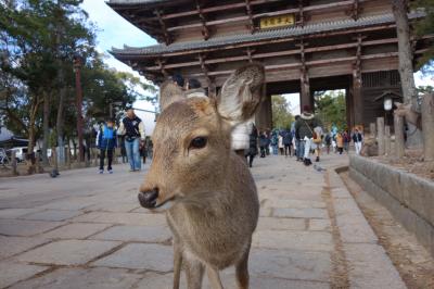 アイラブ仏像めぐり　歳の初めは、美しい仏像との出会いを願って東大寺へ