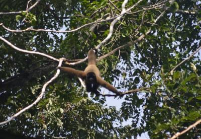 マヌ国立公園　PisacからBiosphere Reserve