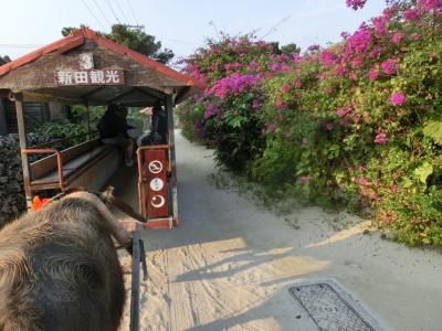 弾丸竹富島　一泊二日　　滞在２時間じゃぁ～忙しいぃー