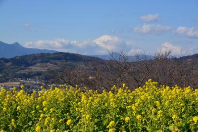 「　富士がみえた！　　吾妻山　菜の花　ウォッチング　」　2015