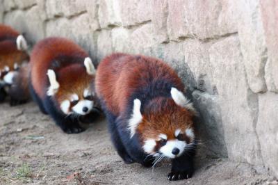 東北新幹線に乗って１年半ぶりの仙台の八木山動物園のレッサーパンダ詣（２）レッサーパンダ特集：３美姉妹のようだったクルミちゃんママとコウメちゃん・スモモちゃん