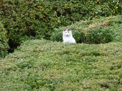 舘山寺へ、よく来たニャ～!