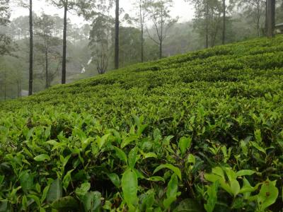 インドの下にある島に行ってきた　その①　― コロンボ～ヌワラエリヤ～キャンディ ―