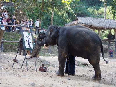 初!チェンマイ 2日目 「メーサーエレファントパーク」