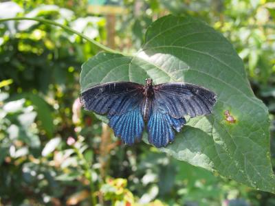 初!チェンマイ 2日目 「サイアム インセクト ズー」