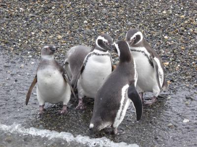 年末年始パタゴニア 碧い氷河とトレッキングの旅（4） 無邪気にたわむれるペンギン達に会える。たっぷり6時間ビーグル水道クルーズ