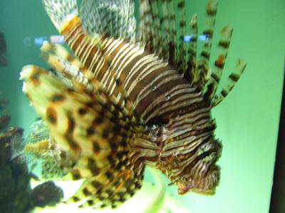 安芸の宮島巡り～宮島水族館など～