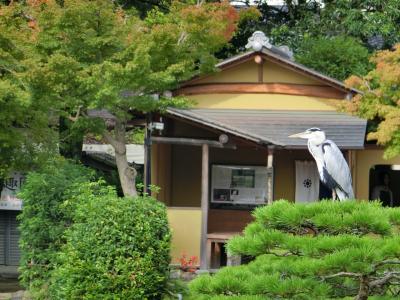 撮り鉄・乗り鉄初心者がゆく九州旅！その10「熊本・水前寺成趣園編」