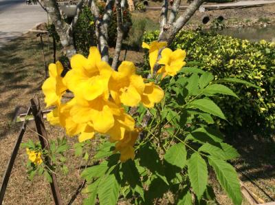 寒さを逃れて初めてのタイ旅行、住むがごとくに NO.3『チャン島 』2日目の2 花々樹木