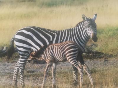 アフリカ、ケニア         サファリ