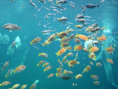 無料で箱根園水族館へいってきた