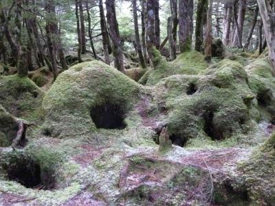 白駒池の苔モンスター？