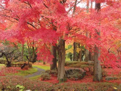 京都日帰り紅葉の旅