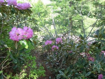 シャクナゲ咲き乱れる　蕎麦粒山（そむぎやま）登山記