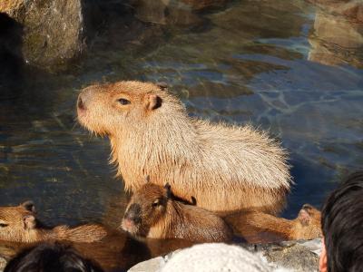 伊豆シャボテン公園散策part4
