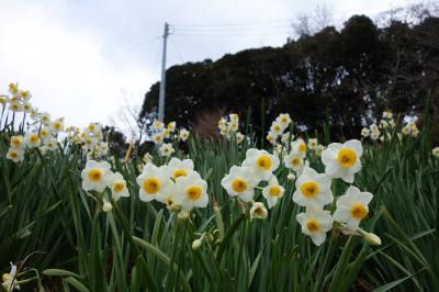 早春、房総ドライブ一日目