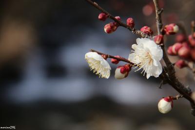 日本一早咲きの梅と桜を楽しみに熱海まで