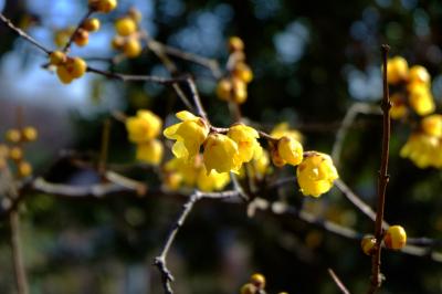 キツイ坂を上り　京王百草園　上