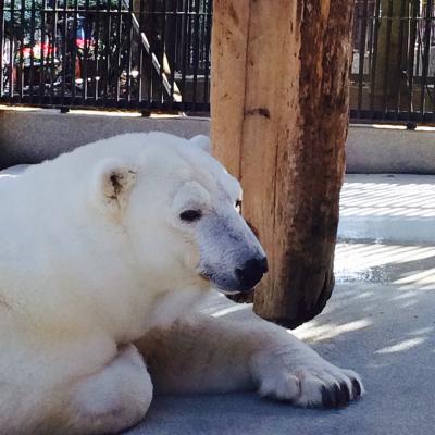 松山　とべ動物園と道後温泉の旅