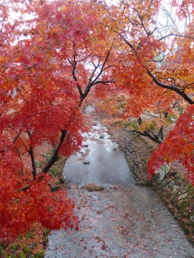 雨の奈良公園・・・紅葉の色がことさら美しく。