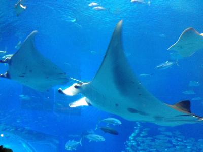 美ら海と日本一早い桜を求めて １