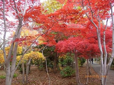 朝里川温泉と平岡の紅葉＆北大の黄葉