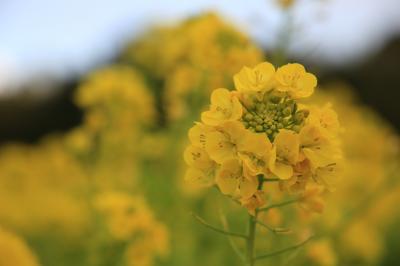 旅するイルカ♪　和泉リサイクル環境公園＆千早赤阪村　奉建塔へ